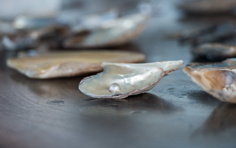 いろんな貝が作る真珠の種類と特徴 指輪の加工 制作ならユーバンク株式会社