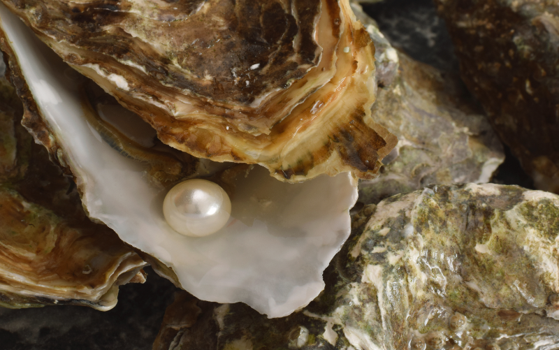 いろんな貝が作る真珠の種類と特徴 |指輪の加工・制作ならユーバンク株式会社