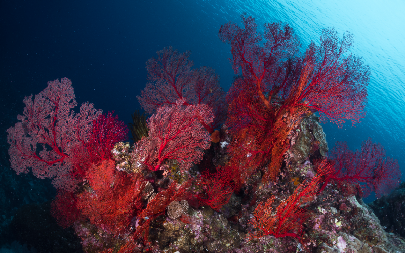 海で成長する珊瑚